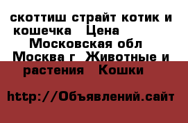 скоттиш страйт котик и кошечка › Цена ­ 1 500 - Московская обл., Москва г. Животные и растения » Кошки   